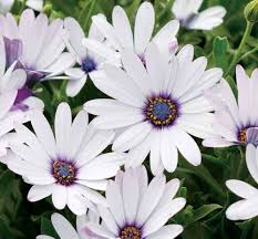 Osteospermum Flower Seeds for Planting – Heirloom, Non-GMO, High Germination