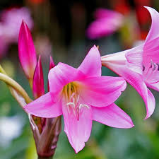 Crinum Flower Seeds for Planting - Fragrant, Heirloom, Non-GMO, High Germination Organic Garden Seeds