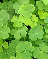 Khaki Green Four Leaf Clover Seeds for Planting – Heirloom, Non-GMO, Organic Garden Seeds, High Germination