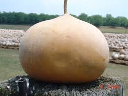 Brown Gourd Bushel Seeds for Planting – Heirloom & Non-GMO seeds, ornamental variety for fall décor