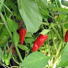 Red De Padron Seeds for Planting – Heirloom & Non-GMO Mild and Tasty Snack Variety