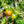 Yellow Green Tomato Vegetable Seeds for Planting – Heirloom & Non-GMO Seeds, Sweet Bi-Color Tomatoes