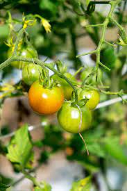 Yellow Green Tomato Vegetable Seeds for Planting – Heirloom & Non-GMO Seeds, Sweet Bi-Color Tomatoes