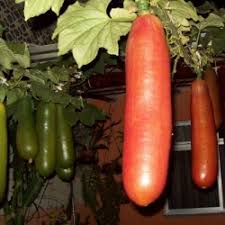Sicana Odorifera Seeds for Planting – Heirloom, Non-GMO, Rare Tropical Melon Vegetable