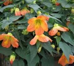 Abutilon Flower Seeds for Planting – Premium Quality, Heirloom, Non-GMO, High Germination Organic Garden Seeds
