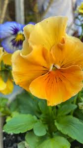 Brown Yellow Pansy Flower Seeds for Planting – Heirloom & Non-GMO Vibrant Blooms for Cool-Season Gardens