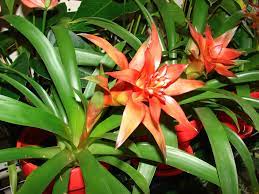 Flower Seeds, Seeds,Seeds For Planting,Plant Seeds