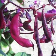 Red Bean Seeds for Planting – Heirloom & Non-GMO Classic Culinary and Protein Variety