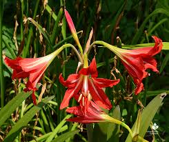 Crinum Flower Seeds for Planting - Fragrant, Heirloom, Non-GMO, High Germination Organic Garden Seeds
