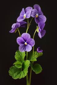 Violet English Flower Seeds for Planting – Heirloom, Non-GMO, High Germination Organic Garden Seeds