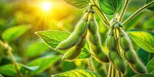 Brown Soybean Seeds for Planting – Heirloom, Non-GMO, High Germination, Organic Garden Seeds, Protein-Rich Crop