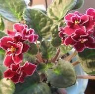 Burgundy Saintpaulia Flower Seeds for Planting – Heirloom Non-GMO High Germination Organic Garden Seeds