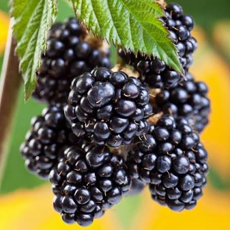 Blackberry Arapaho Seeds 