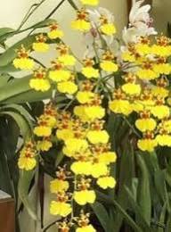 Non-GMO Yellow Monkey Face Orchid Flower Seeds for Planting – Heirloom, High Germination Organic Garden Seeds