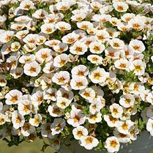 White Yellow Frostfire Flower Seeds for Planting – Heirloom, Non-GMO, Hardy Variety, High Germination Organic Garden Seeds