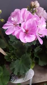Geranium Pale Pink Flower Seeds for Planting | Heirloom Non-GMO Organic Garden Seeds, High Germination