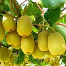Fruit Seeds,Garden seeds, Seeds For Planting,Plant Seeds
