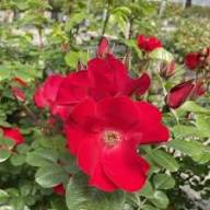 Rugosa Flower Seeds for Planting – Heirloom, Non-GMO, Cottage Garden Essential Organic Garden Seeds