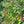Wiri Wiri Pepper Seeds for Planting – Heirloom Non-GMO Spicy Guyanese Chili Vegetable Seeds with High Germination