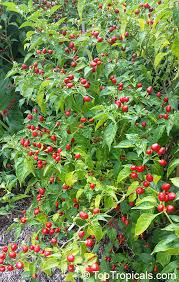Wiri Wiri Pepper Seeds for Planting – Heirloom Non-GMO Spicy Guyanese Chili Vegetable Seeds with High Germination