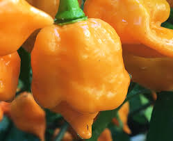 Orange Trinidad Moruga Pepper Seeds for Planting – Heirloom & Non-GMO Seeds, Extremely Hot Chili Variety