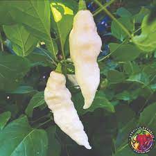 White Hot Pepper Seeds for Planting – Heirloom & Non-GMO Spicy Culinary Variety