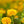 Yellow Marigold Flower Seeds for Planting – Hardy Variety, Heirloom, Non-GMO & Organic Garden Seeds