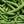 Asparagus Beans Cowpea Seeds for Planting – Heirloom Non-GMO Long Pods – Organic Garden Seeds for Vertical Growing