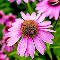 Purple Coneflower Flower Seeds for Planting – Heirloom, Non-GMO, High Germination Garden Seeds