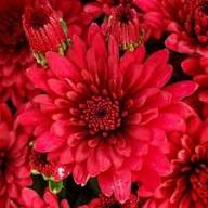 Deep Red Chrysanthemum Flower Seeds for Planting | Heirloom Non-GMO High Germination Organic Garden Seeds