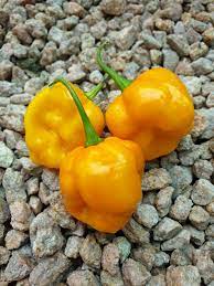 Orange Trinidad Moruga Pepper Seeds for Planting – Heirloom & Non-GMO Seeds, Extremely Hot Chili Variety