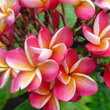 Purple Yellow Frangipani Flower Seeds for Planting – Heirloom, Non-GMO, High Germination Organic Garden Seeds