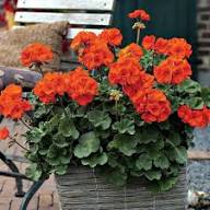 Red & Orange Geranium Flower Seeds for Planting | Heirloom Non-GMO Organic Garden Seeds, Shade Tolerant, High Germination