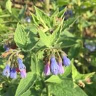 Violet Symphytum Flower Seeds for Planting - Heirloom, Non-GMO, High Germination Organic Garden Seeds