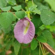 Pea Flower Seeds for Planting | Heirloom Non-GMO High Germination Organic Garden Seeds