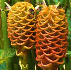 Beehive Ginger Flower Seeds for Planting - Heirloom, Non-GMO, Organic Garden Seeds, High Germination