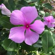 Mixed Madagascar Flower Seeds for Planting | Heirloom Non-GMO Organic Garden Seeds, High Germination