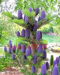 Violet Abies Flower Seeds for Planting – Heirloom, Non-GMO, High Germination Organic Garden Seeds