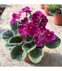 Purple African Violet Flower Seeds for Planting – Cut Flower Favorite, Heirloom, Non-GMO, High Germination