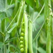 Pea Seeds for Planting – Heirloom, Non-GMO, Cool Season Organic Garden Seeds – High Germination, Sweet & Crisp Pods