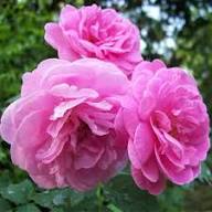 Heirloom Damask Rose Flower Seeds for Planting | Non-GMO High Germination Organic Garden Seeds