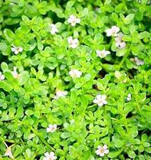 Bacopa Flower Seeds for Planting | Heirloom Non-GMO Organic Garden Seeds, Sun Loving, High Germination