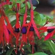 Purple Fuchsia Magellanica Flower Seeds for Planting – Heirloom, Non-GMO, High Germination Organic Garden Seeds