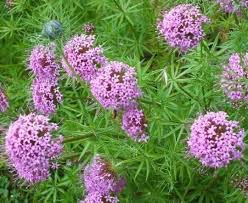 Crucianella Flower Seeds for Planting | Heirloom Non-GMO Organic Garden Seeds, Premium Quality, High Germination