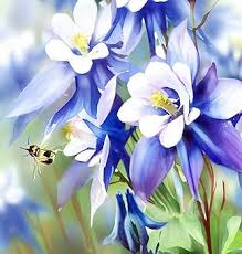 Blue White Aquilegia Coerulea Flower Seeds for Planting – Heirloom, Non-GMO, High Germination Organic Garden Seeds