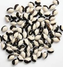 Orca Bean Plant Seeds for Planting – Heirloom & Non-GMO, High Germination Organic Seeds for Protein-Rich Home Garden Crops