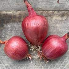 Red Prisma Sweet Pepper Seeds for Planting – Heirloom & Non-GMO Sweet and Crunchy Garden Variety