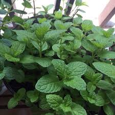 Green Penny Mint Seeds for Planting – Heirloom, Non-GMO, High Germination, Organic Garden Seeds for Kitchen Use