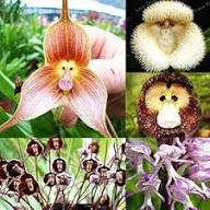 Mixed Monkey Face Orchid Flower Seeds for Planting – Heirloom, Non-GMO, High Germination Organic Seeds