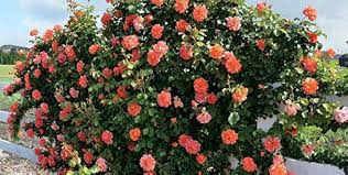 Orange Climbing Rose Flower Seeds for Planting – Heirloom, Non-GMO, High Germination
